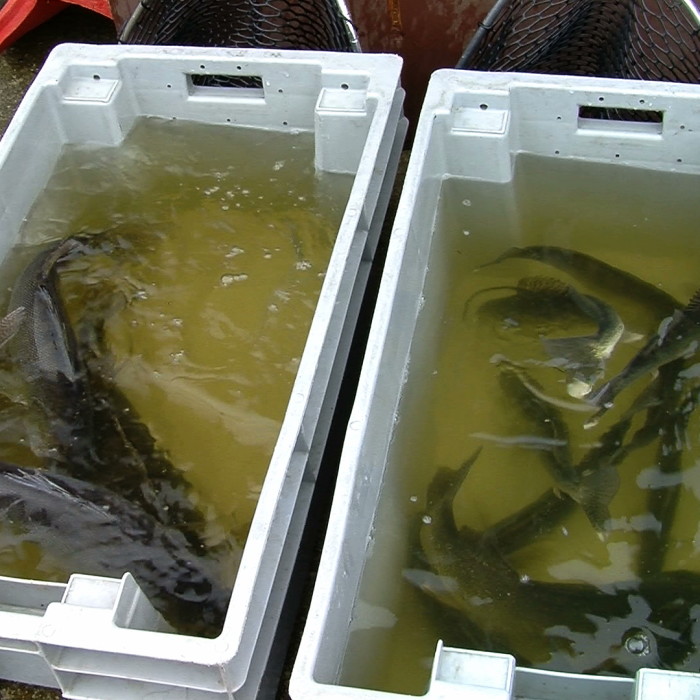 Restocking 9 fish holding vats