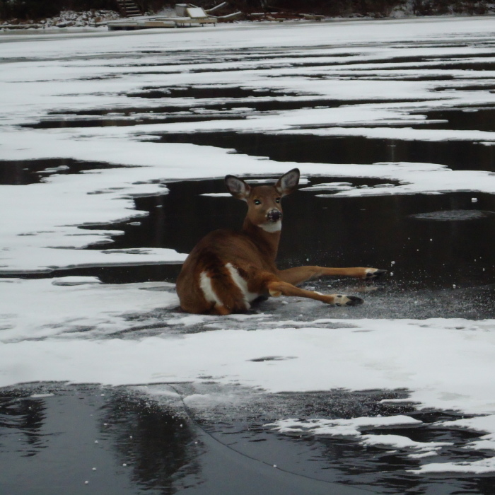 Rescue of deer December 8, 2014