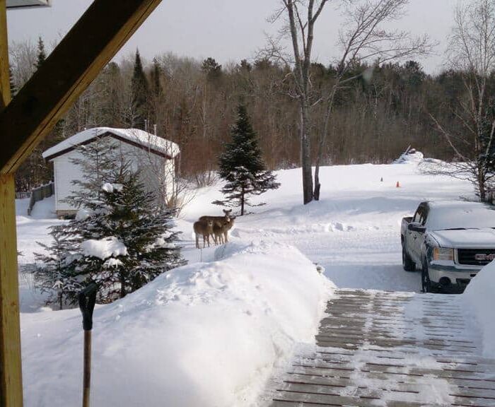 Family of Deer February 2015