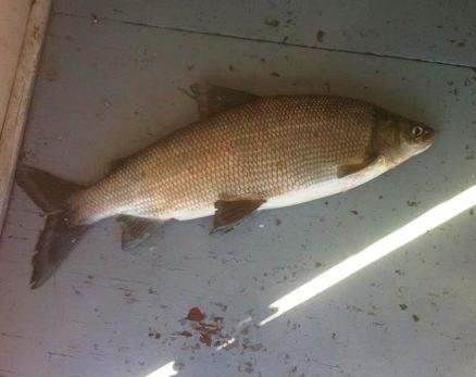 A Monster Catch! Whitefish February 2015