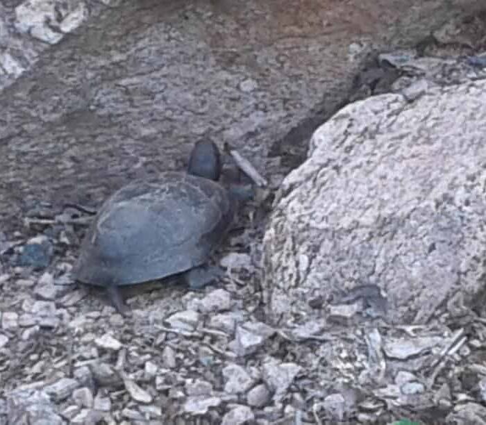 Burying eggs by our front garden Turtle after laying eggs July 10, 2017