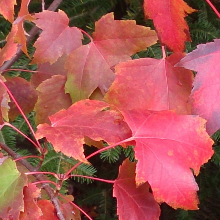 27C on the first day of Fall Fall Colours