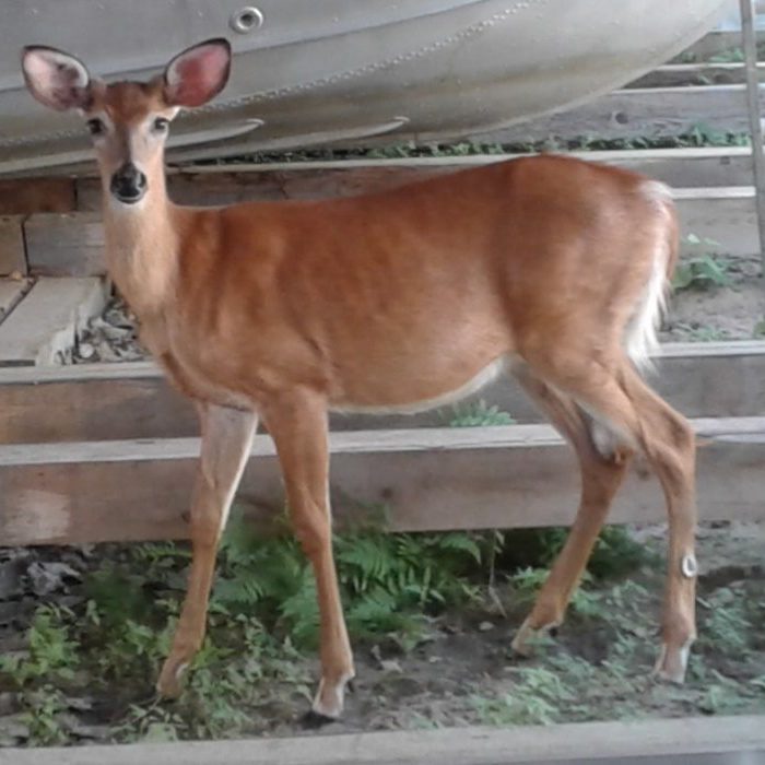 Scott’s buck Buck